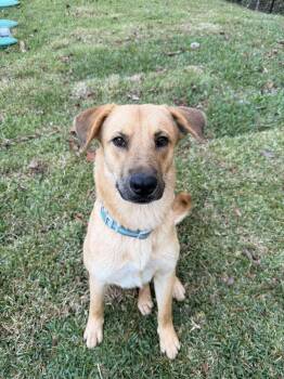 Rescue Labrador Retriever and Shepherd Dogs for Adoption in Spring, Texas - Nancy | PetCurious