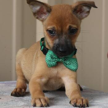 Sean -  Cairn Terrier and Chihuahua Dog for Adoption in Bandera, Texas - Sean | PetCurious