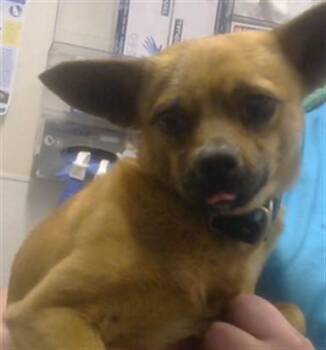 Chihuahua and Mixed Breed Dogs Available for Adoption - JUMPER | PetCurious