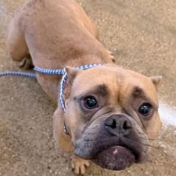 Red -  French Bulldog and Mixed Breed Dog for Adoption - Red | PetCurious