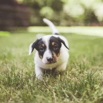 Darwin -  Dachshund and Australian Shepherd Dog for Adoption in Portland, Oregon - Darwin | PetCurious