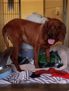 Rescue Coonhound and Redbone Coonhound Dogs for Adoption in Waupaca, Wisconsin - Ned | PetCurious