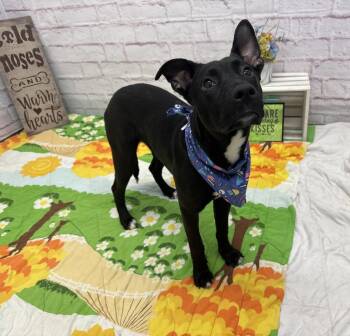 Mixed Breed Dogs Available for Adoption - Mountain Mist | PetCurious