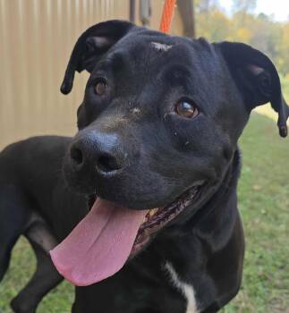 Rescue Pit Bull Terrier Dogs for Adoption in Newport, Tennessee - Kaiser | PetCurious