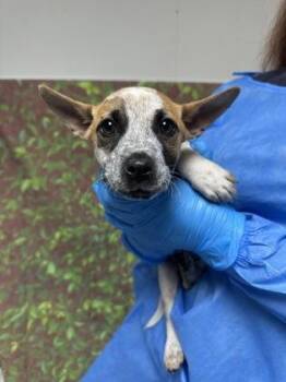 Terrier and Mixed Breed Dogs Available for Adoption in San Antonio, Texas - Pearl | PetCurious