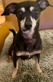 Miss Chi Chi -  Terrier Dog for Adoption in Pensacola, Florida - Miss Chi Chi | PetCurious