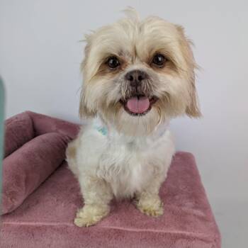 Shih Tzu Dogs Available for Adoption in Round Rock, Texas - Alice | PetCurious