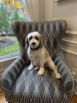 Tibetan Terrier Dogs Available for Adoption in Beaufort, Missouri - Bailey  | PetCurious