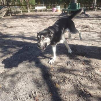 Kizer 25020 -  Shepherd and Mixed Breed Dog for Adoption in Middleburg, Florida - Kizer 25020 | PetCurious