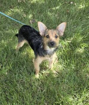 Uta -  Yorkshire Terrier Dog for Adoption in Orland Park, Illinois - Uta | PetCurious