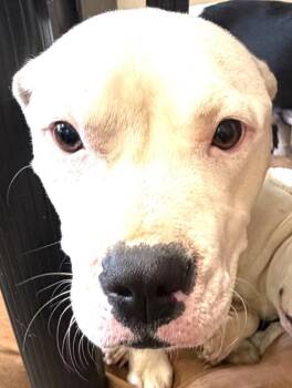 Mixed Breed Dogs Available for Adoption in Springfield, Ohio - Keisha | PetCurious