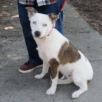 Cattle Dog and Mixed Breed Dogs Available for Adoption in Richmond, California - MARY | PetCurious