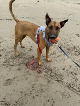 Brooklyn Cherry Your Sunshine Sidekick -  Rhodesian Ridgeback and German Shepherd Dog Dog for Adoption in Friendswood, Texas - Brooklyn Cherry Your Sunshine Sidekick | PetCurious