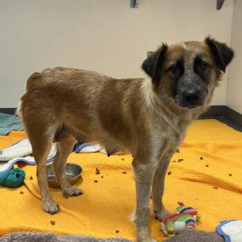 Katy Perry -  Border Collie and Cattle Dog Dog for Adoption in Austin, Texas - Katy Perry | PetCurious