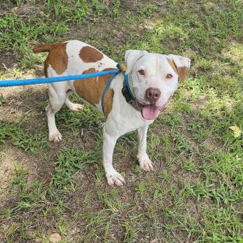 Rescue Pit Bull Terrier Dogs for Adoption in Willis, Texas - Knox | PetCurious