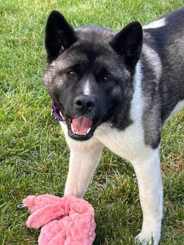 Ally -  Akita Dog for Adoption in Chicago, Illinois - Ally | PetCurious