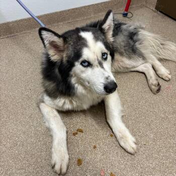 Austin -  Siberian Husky and Alaskan Malamute Dog for Adoption in League City, Texas - Austin | PetCurious