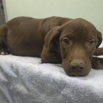 Peggy Carter -  Mixed Breed Dog for Adoption in Westland, Michigan - Peggy Carter | PetCurious
