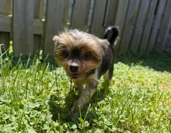 Ella -  Yorkshire Terrier Dog for Adoption in Richmond, Kentucky - Ella | PetCurious