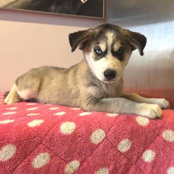 IVHS-Stray-141561 -  Siberian Husky Dog for Adoption in San Gabriel, California - IVHS-Stray-141561 | PetCurious