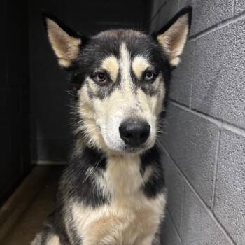conway -  Husky Dog for Adoption in Corbin, Kentucky - Conway | PetCurious