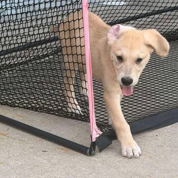 Stitch -  Great Dane and Labrador Retriever Dog for Adoption in Bullard, Texas - Stitch | PetCurious