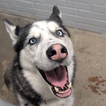 Siberian Husky Dogs Available for Adoption - Bam Bam | PetCurious