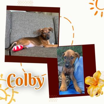 Rescue Doberman Pinscher and Labrador Retriever Dogs for Adoption in Mesa, Arizona - Colby | PetCurious