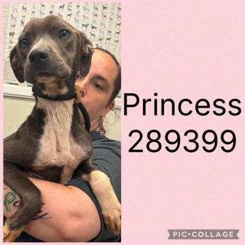 PRINCESS -  Mixed Breed Dog for Adoption in Macon, Georgia - PRINCESS | PetCurious