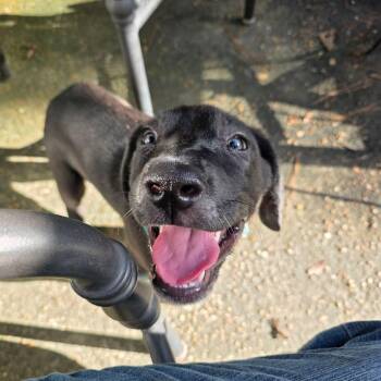 Claude Hopper -  Great Dane Dog for Adoption in Bullard, Texas - Claude Hopper | PetCurious