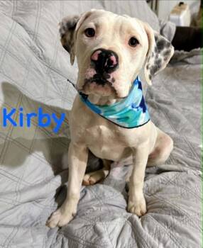 Kirby -  Bulldog Dog for Adoption in Opp, Alabama - Kirby | PetCurious