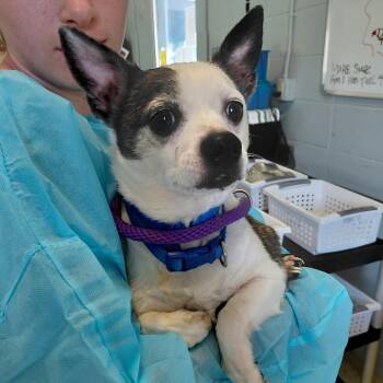 Spike 8466 -  Chihuahua and Mixed Breed Dog for Adoption in Loxahatchee Groves, Florida - Spike 8466 | PetCurious