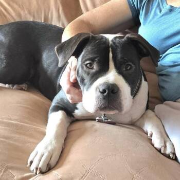 Pit Bull Terrier Dogs Available for Adoption - Atlas | PetCurious