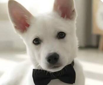 Toby -  Jindo Dog for Adoption in San Ramon, California - Toby | PetCurious