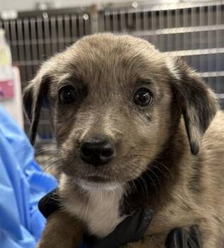 Radiate -  Mixed Breed Dog for Adoption in Fort Worth, Texas - Radiate | PetCurious