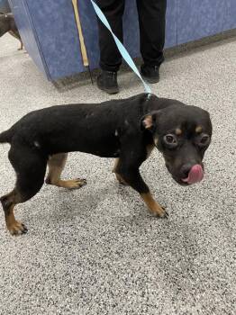 ZITI -  Mixed Breed Dog for Adoption in Palmetto, Florida - ZITI | PetCurious
