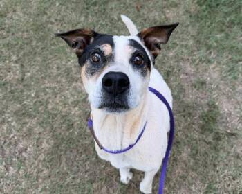 TINKERBELL -  Pit Bull Terrier Dog for Adoption in Charlotte, North Carolina - TINKERBELL | PetCurious