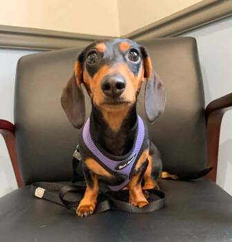 Miniature Dachshund Dogs Available for Adoption in Vandergrift, Pennsylvania - VIENNA Tinycauseadopt@gmail.com  | PetCurious