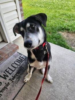 Rocket -  Husky Dog for Adoption in Baker, Louisiana - Rocket | PetCurious