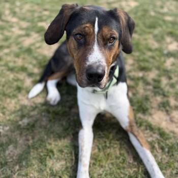 Toby -  Hound and Mixed Breed Dog for Adoption in Harrisonburg, Virginia - Toby | PetCurious