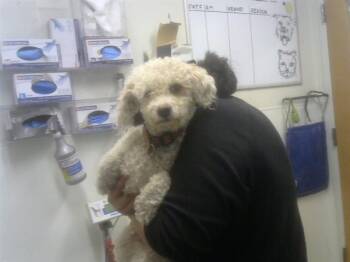 Poodle and Mixed Breed Dogs Available for Adoption in Albuquerque, New Mexico - CASPER | PetCurious