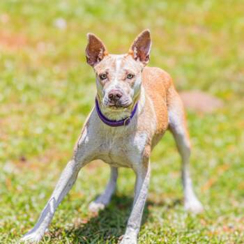 Tina -  American Staffordshire Terrier and Mixed Breed Dog for Adoption in Fairfax Station, Virginia - Tina | PetCurious