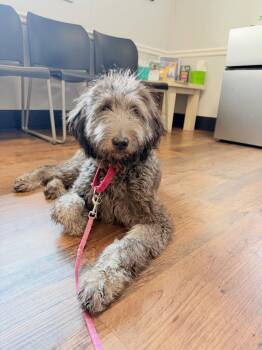 Reece -  Poodle and Terrier Dog for Adoption in Ellijay, Georgia - Reece | PetCurious