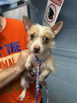 Chanel -  Chihuahua Dog for Adoption in Evansville, Indiana - Chanel | PetCurious