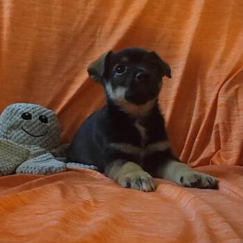 Skol D11943 -  Chihuahua Dog for Adoption - Skol D11943 | PetCurious
