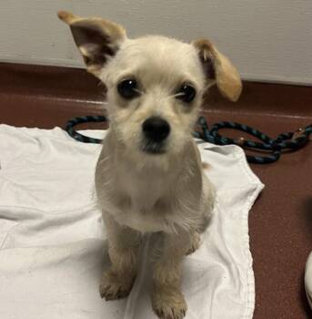 Chihuahua and Yorkshire Terrier Dogs Available for Adoption in Dublin, California - Ariel | PetCurious