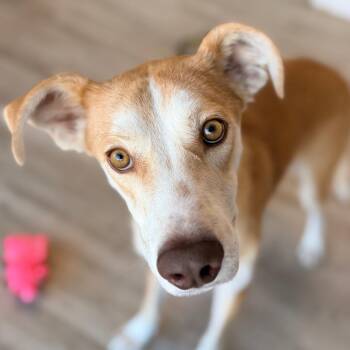 Squawk -  Labrador Retriever and Mixed Breed Dog for Adoption in Green Bay, Wisconsin - Squawk | PetCurious