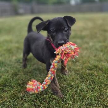 Griffin -  Mixed Breed Dog for Adoption in Woodstock, Illinois - Griffin | PetCurious