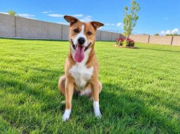 Bruno Corgi Grande -  Pit Bull Terrier Dog for Adoption in Friendswood, Texas - Bruno Corgi Grande | PetCurious