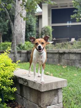 Rescue Jack Russell Terrier Dogs for Adoption in Richmond, Texas - Jelly | PetCurious